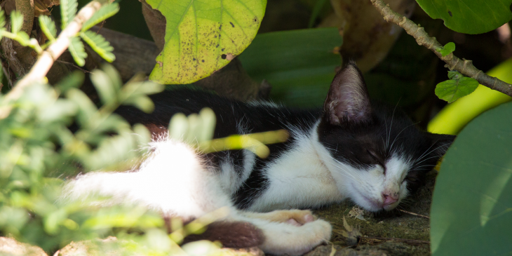 2月22日は猫の日